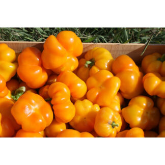 Plant de poivron orange "Mandarine"
