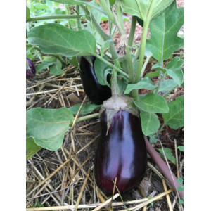 Plant d'aubergine noire "Alexandra"