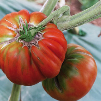 Plant de tomate "Marmande"