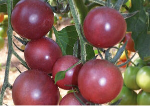 Plant de tomate cerise noire "Black cherry"