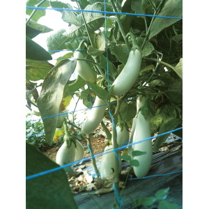 Plant d'aubergine blanche "Dourga"