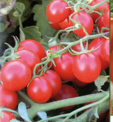 Plant de tomate cerise rouge