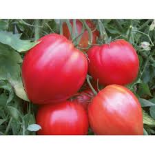 Plant de tomate "Coeur de boeuf"