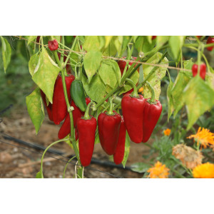 Plant de poivron rouge allongé "Corne de taureau rouge"