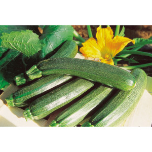 Plant de courgette verte "Black Beauty"