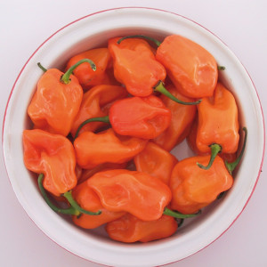Plant de piment "Habanero orange"