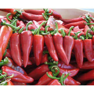 Plant de piment "Gorria" dit d'Espelette