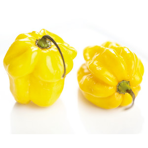 Plant de piment "Habanero golden"