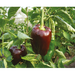 Plant de poivron "chocolat"