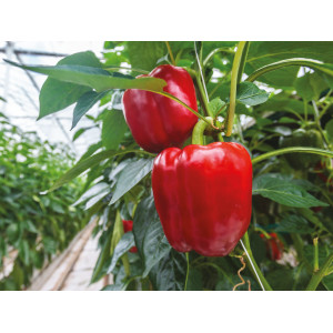 Plant de poivron rouge "Yolo Wonder"