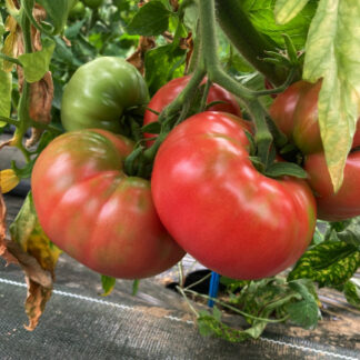 Plant de tomate "Rose de Berne"