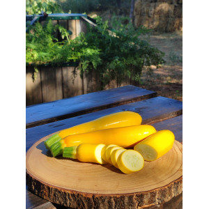 Plant de courgette jaune "Gold Rush"