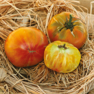 Plant de tomate "Ananas"