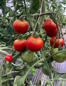 Plant de tomate "Précoce de Quimper"