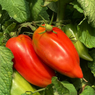 Plant de tomate "Cornue des Andes"