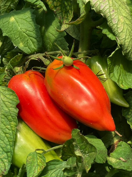 Plant de tomate "Cornue des Andes"