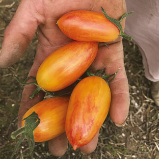 Plant de tomate "Flamme Blush"