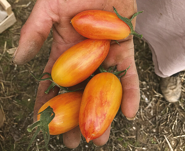 Plant de tomate "Flamme Blush"