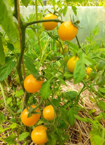 Plant de tomate cerise jaune "gold nugget"