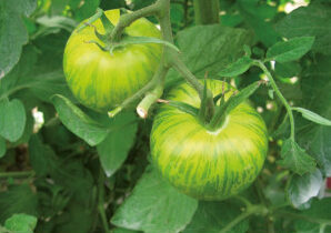 Plant de tomate "Green Zebra"