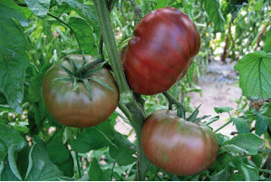 Plant de tomate "noire de Crimée"