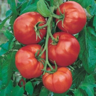 Plant de tomate "Saint-Pierre"
